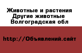 Животные и растения Другие животные. Волгоградская обл.